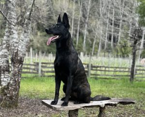 BELGIAN MALINOIS FOR ADOPTION Photo BELGIAN MALINOIS FOR ADOPTION