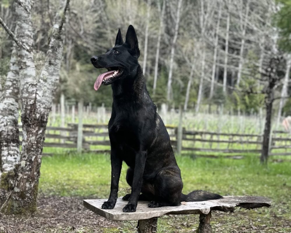 Handsome Belgian Malinois For Adoption in Alsea OR – Meet Masha