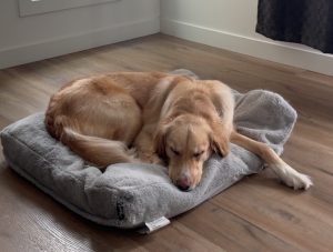 Golden retriever dog for adoption in fort siskatchewin.Alberta