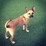 Reginald - Chihuahua Mix For Adoption in California