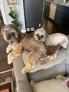 Bonded pair of loveable havanese dogs for adoption in springfield missouri mo – meet harley and ranger