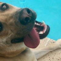 Garland TX – German Shepherd Labrador Retriever Mix Male 17 MOS For Adoption – Adopt Max Today!