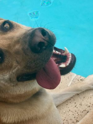 Garland TX – German Shepherd Labrador Retriever Mix Male 17 MOS For Adoption – Adopt Max Today!