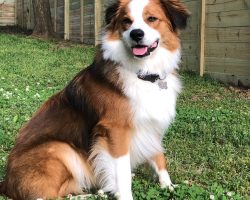 australian shepherd mix dog for adoption in nashville Photo australian shepherd mix dog for adoption in nashville