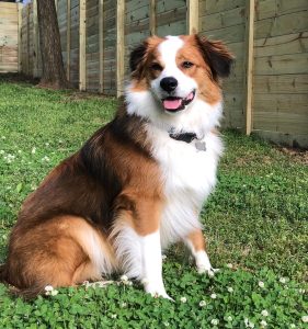 australian shepherd mix dog for adoption in nashville Photo australian shepherd mix dog for adoption in nashville