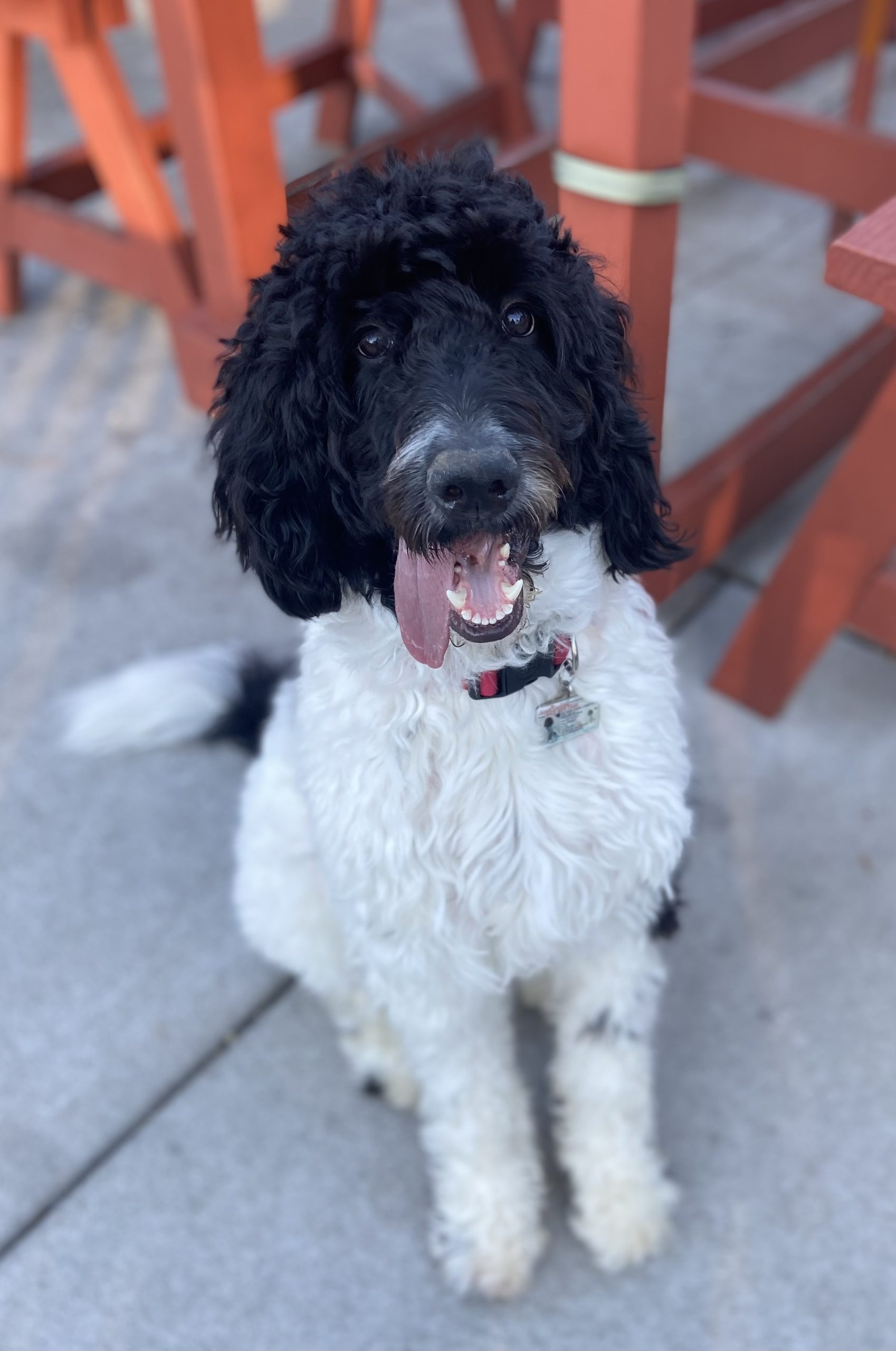 Stunning Labradoodle Dog for Adoption in Pineville SC – Supplies Included – Adopt Oliver Finn