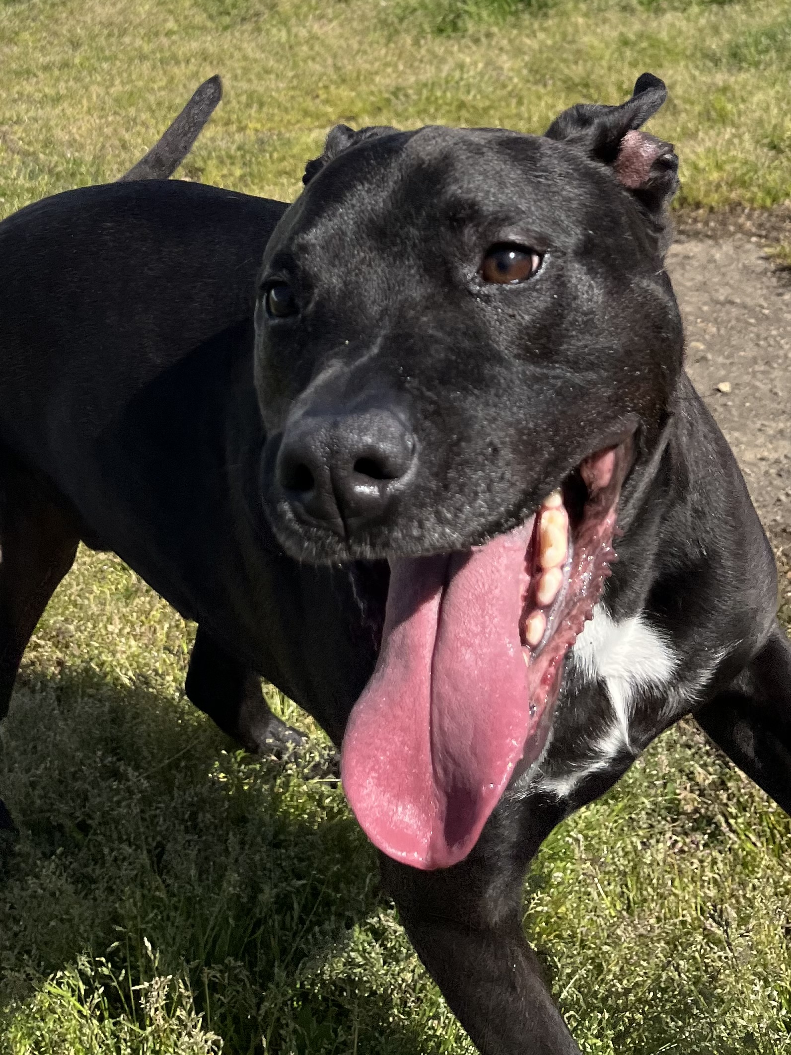 Black Labrador Retriever Mix Dog For Adoption in Charlotte NC – Meet Zeus