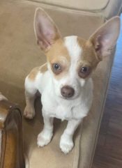 Chihuahua Dog For Adoption In Edmonton Stands On A Sofa Looking At The Camera