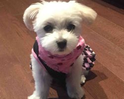 Maltese dog for adoption in edmonton
