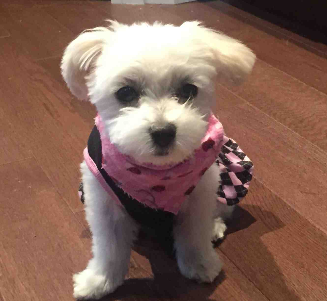 Sweet Miniature Maltese Dog For Adoption in Edmonton – Meet Phoebe
