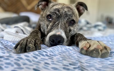 Philadelphia pa – amazing american pit bull terrier (pitbull) for adoption in havertown – meet riley