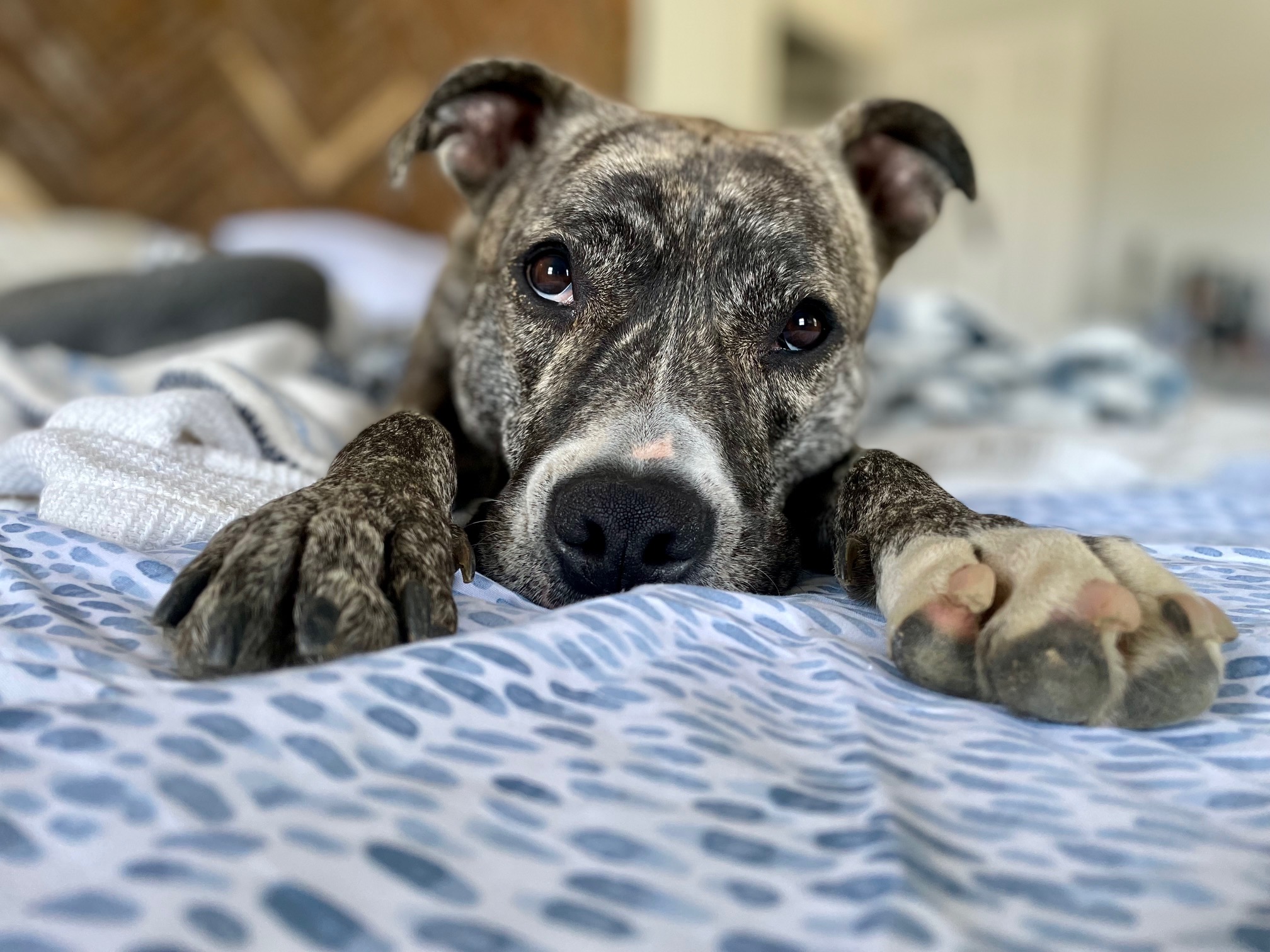 Philadelphia PA – Amazing American Pit Bull Terrier (Pitbull) For Adoption in Havertown – Meet Riley