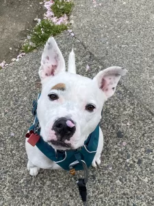Pt is an american staffordshire terrier or amstaff dog. This little guy is so cute with his one floppy ear and adorable one eyebrow. This amstaff is for adoption in vancouver bc