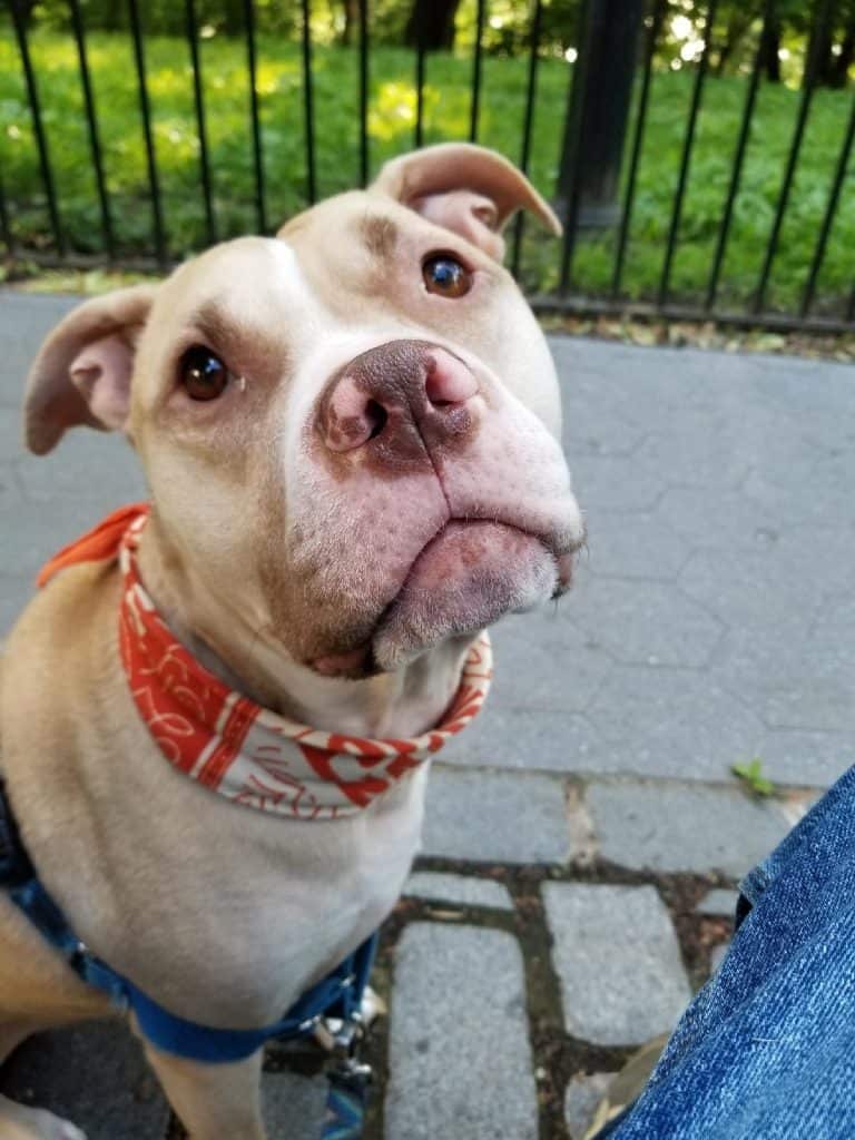 New york city ny - pitbull mix dog for private adoption - meet luke