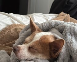 Dog for adoption in edmonton
