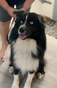 Blue-eyed border collie for adoption near seattle (stanwood) wa – meet beautiful bolt