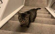 Adopt a Grey Tabby Cat in Okotoks Alberta – Supplies Included – Meet Diego