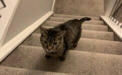 Adopt a Grey Tabby Cat in Okotoks Alberta – Supplies Included – Meet Diego