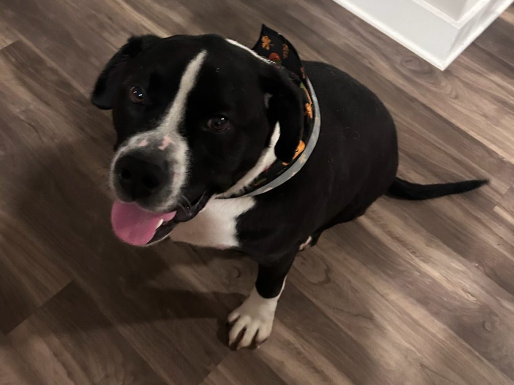 dogs for adoption Photo Wonderful Pitbull Dog For Adoption in Charlotte NC – Meet Snoop