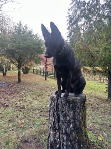 BELGIAN MALINOIS FOR ADOPTION