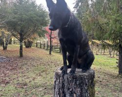BELGIAN MALINOIS FOR ADOPTION Photo BELGIAN MALINOIS FOR ADOPTION