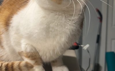 Delightful tiny orange tabby cat for adoption in edmonton – meet wee willa