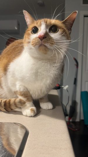 Delightful Tiny Orange Tabby Cat For Adoption In Edmonton – Meet Wee Willa