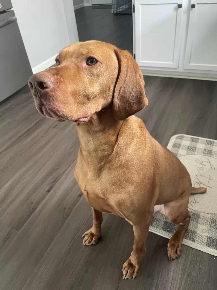 Photo of Duke an absolutely stunning purebred Hungarian Vizsla dog looking for a new home in San Antonio Texas because his young sibling has severe dog allergies Photo