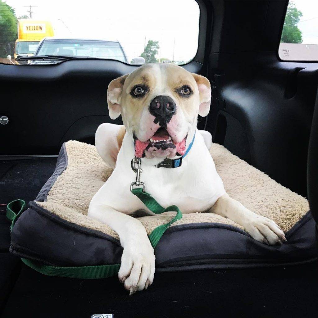 American Bulldog For Private Adoption McKinney TX