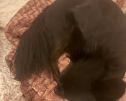 longhaired chihuahua for adoption in calgary Photo longhaired chihuahua for adoption in calgary