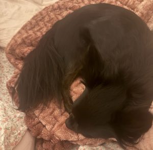 longhaired chihuahua for adoption in calgary