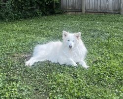 Great pyrenees siberian husky dog for adoption in nashville tennessee