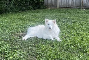 Great Pyrenees Siberian Husky dog for adoption in Nashville Tennessee