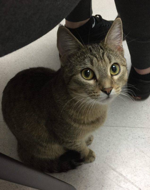 Sonic - Adorable Tiny Tabby For Adoption in Calgary, AB