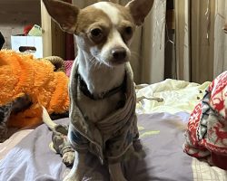 Dog for adoption in edmonton