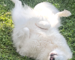 Great pyrenees siberian husky dog for adoption in nashville tennessee