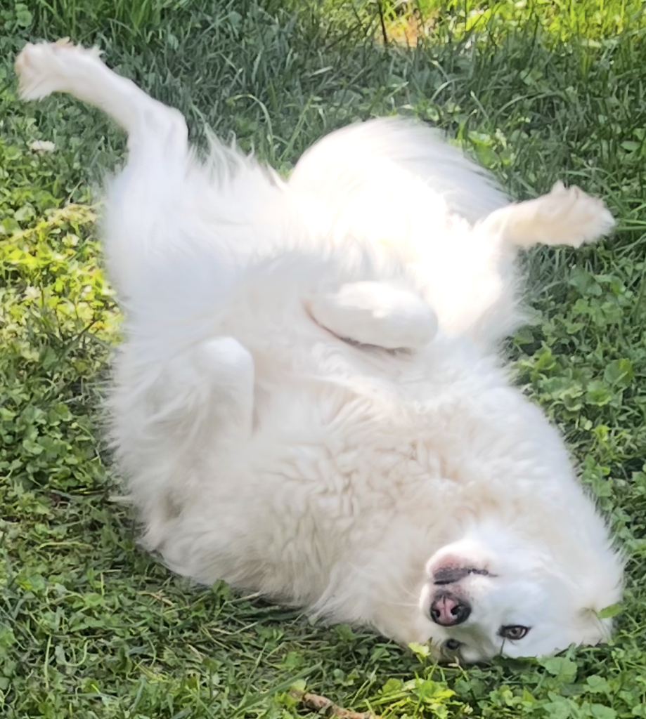 Great Pyrenees Siberian Husky dog for adoption in Nashville Tennessee