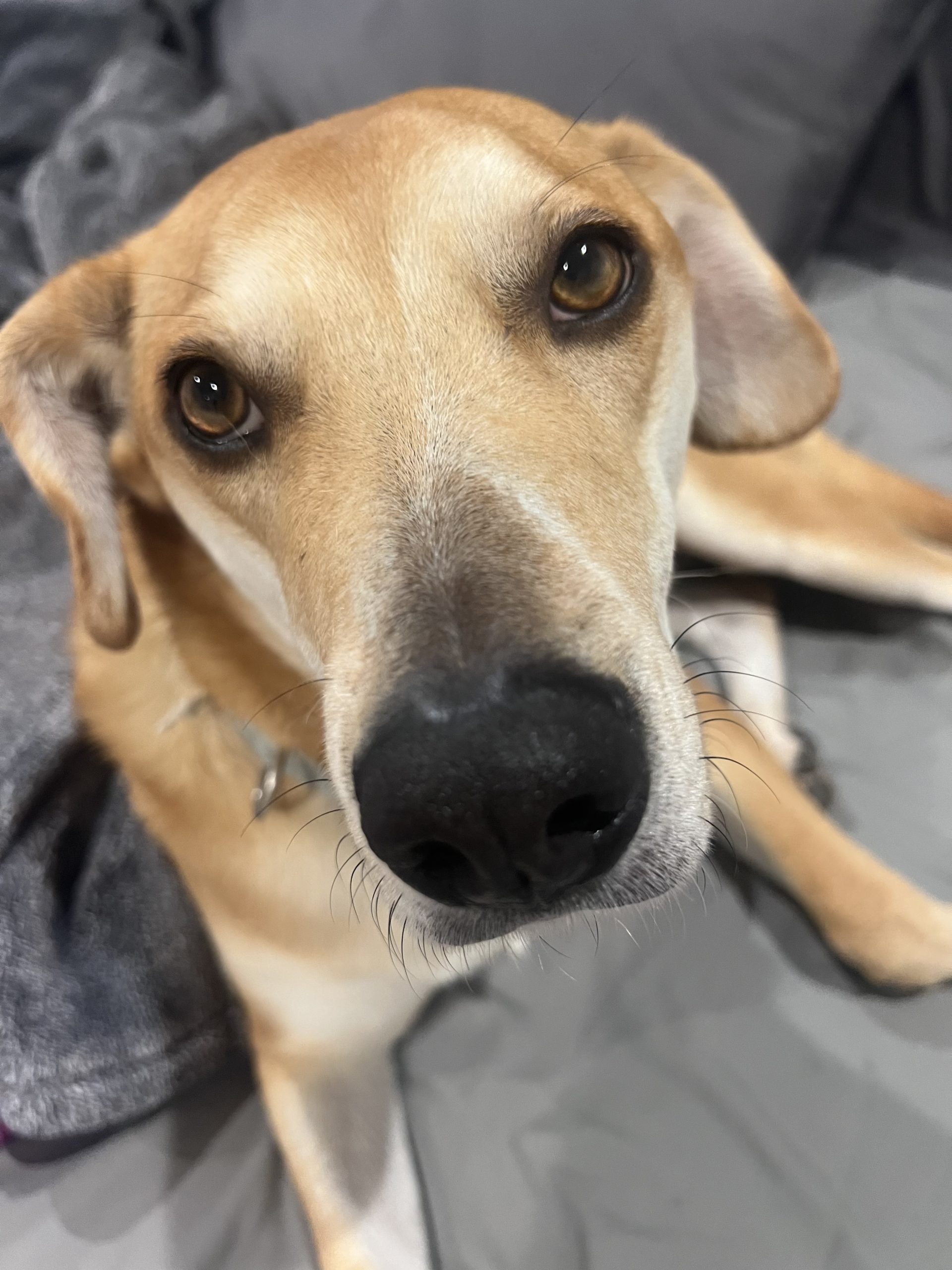 Beagle Yellow Lab Mix Dog for Adoption in Argyle Texas – Meet Lucy