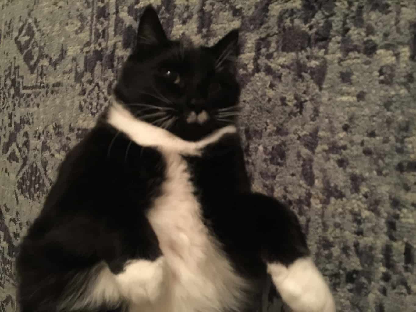 Edgar Allen Poe - Amazing 25 pound Tuxedo Cat For Adoption in Madison Virginia