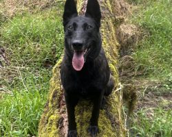 BELGIAN MALINOIS FOR ADOPTION Photo BELGIAN MALINOIS FOR ADOPTION