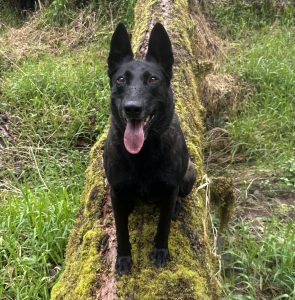 BELGIAN MALINOIS FOR ADOPTION