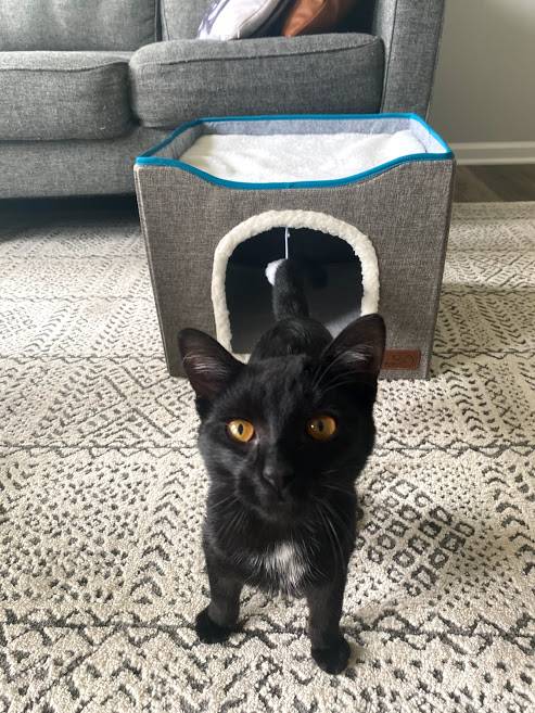 White and black cat for adoption in indianapolis indiana - meet henry