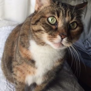 Sabine Female Tabby Cat For Adoption Arizona