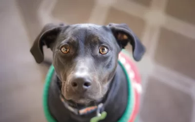 Labrador retriever greyhound mix dog for adoption in san antonio (boerne) texas – meet louis armstrong