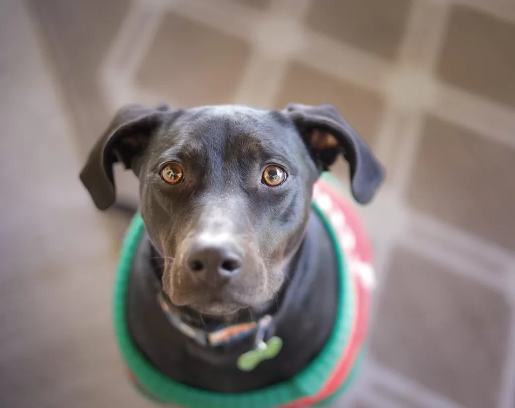 Labrador Retriever Greyhound Mix Dog for Adoption in San Antonio (Boerne) Texas – Meet Louis Armstrong