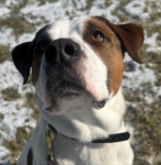 Lovable Beagle Mastiff Mix Dog For Adoption in Philadelphia (West Chester) PA - Meet Buddy