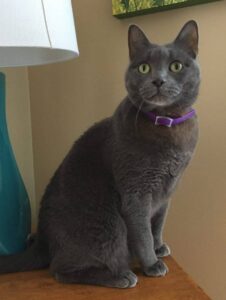 Rehomed – pickles – russian blue cat in knoxville tn