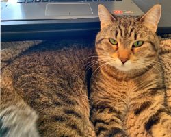 Tabby cat for adoption in georgetown tx
