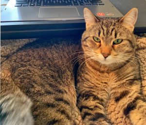 Tabby Cat For Adoption In Georgetown Tx Photo Tabby cat for adoption in georgetown tx