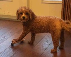 Maltipoo dog for adoption in edmonton alberta